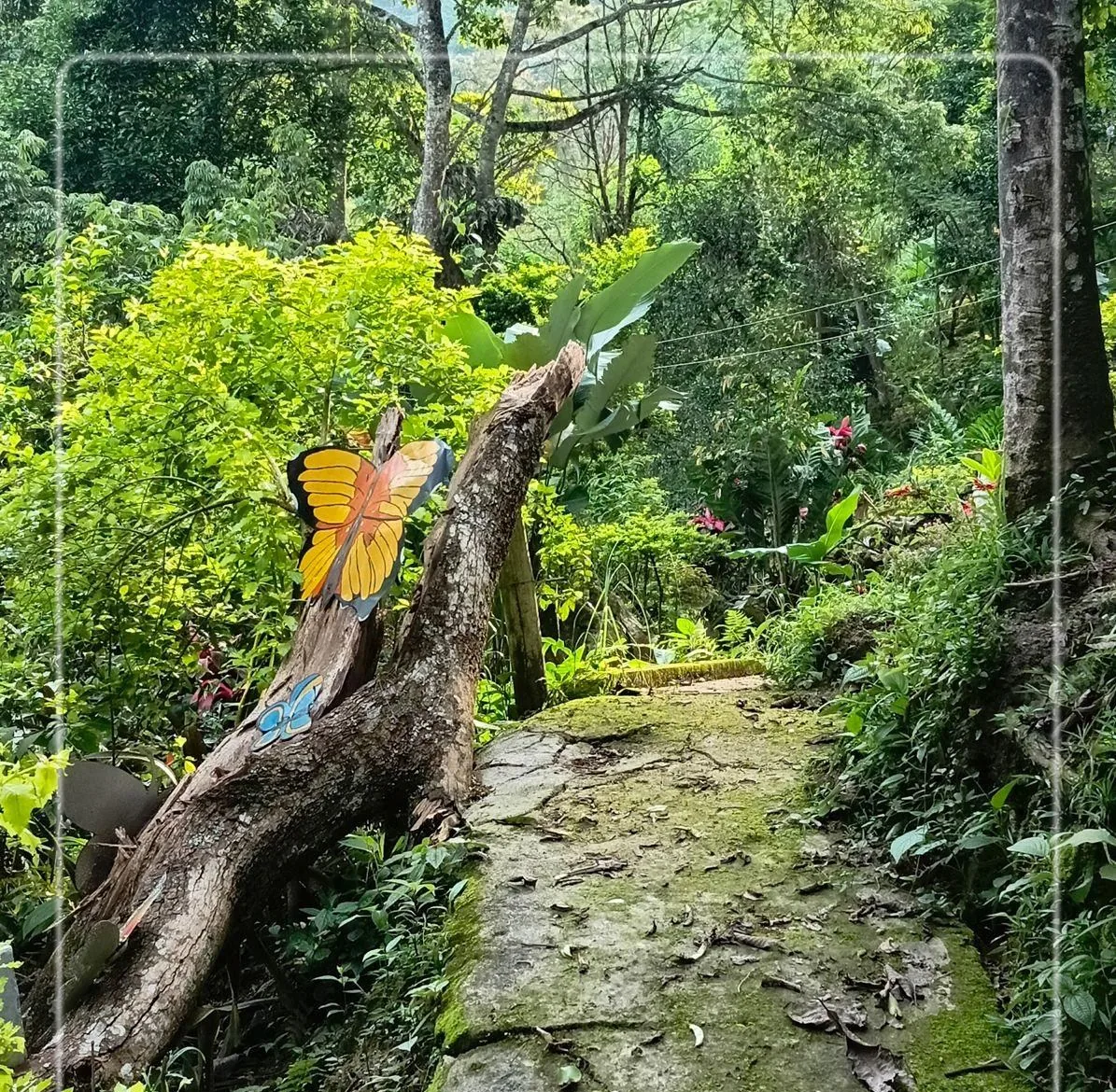 Sendero rodeado de vegetación y un árbol con mariposas decorativas en Los Girasoles